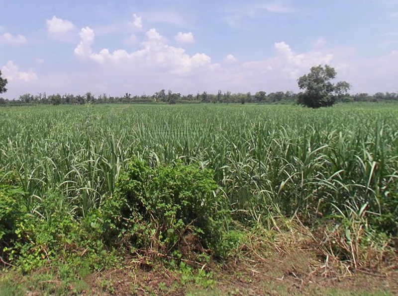Satpura, Uttar Pradesh 247129, India