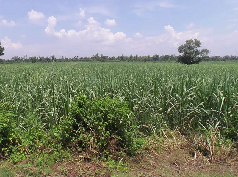 Satpura, Uttar Pradesh 247129, India