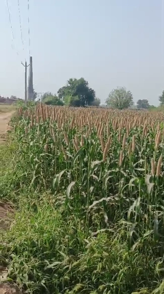 Khair, Aligarh, Uttar Pradesh 202138, India