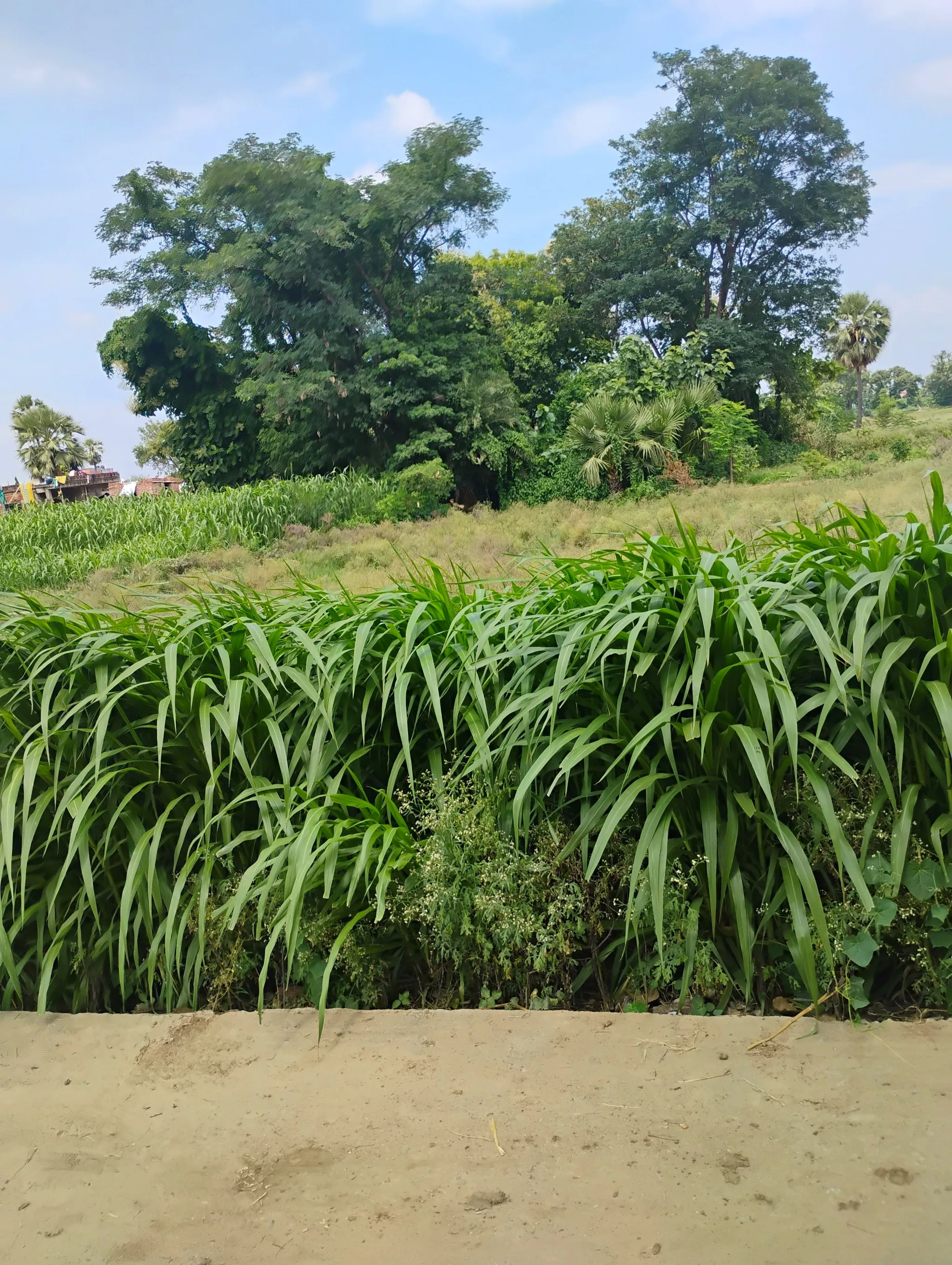 Rajwahi, Gopalganj, Gopalganj, Bihar, India