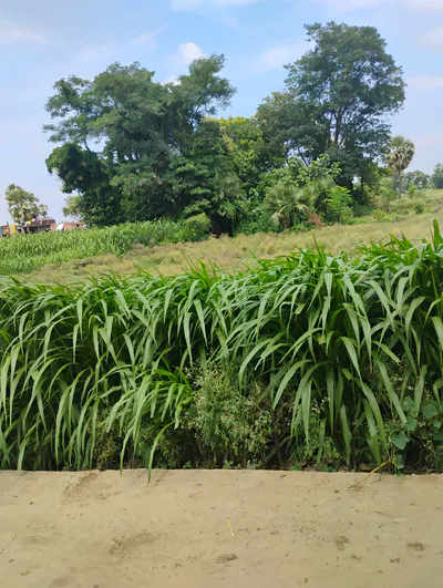 Rajwahi, Gopalganj, Gopalganj, Bihar, India preview 2