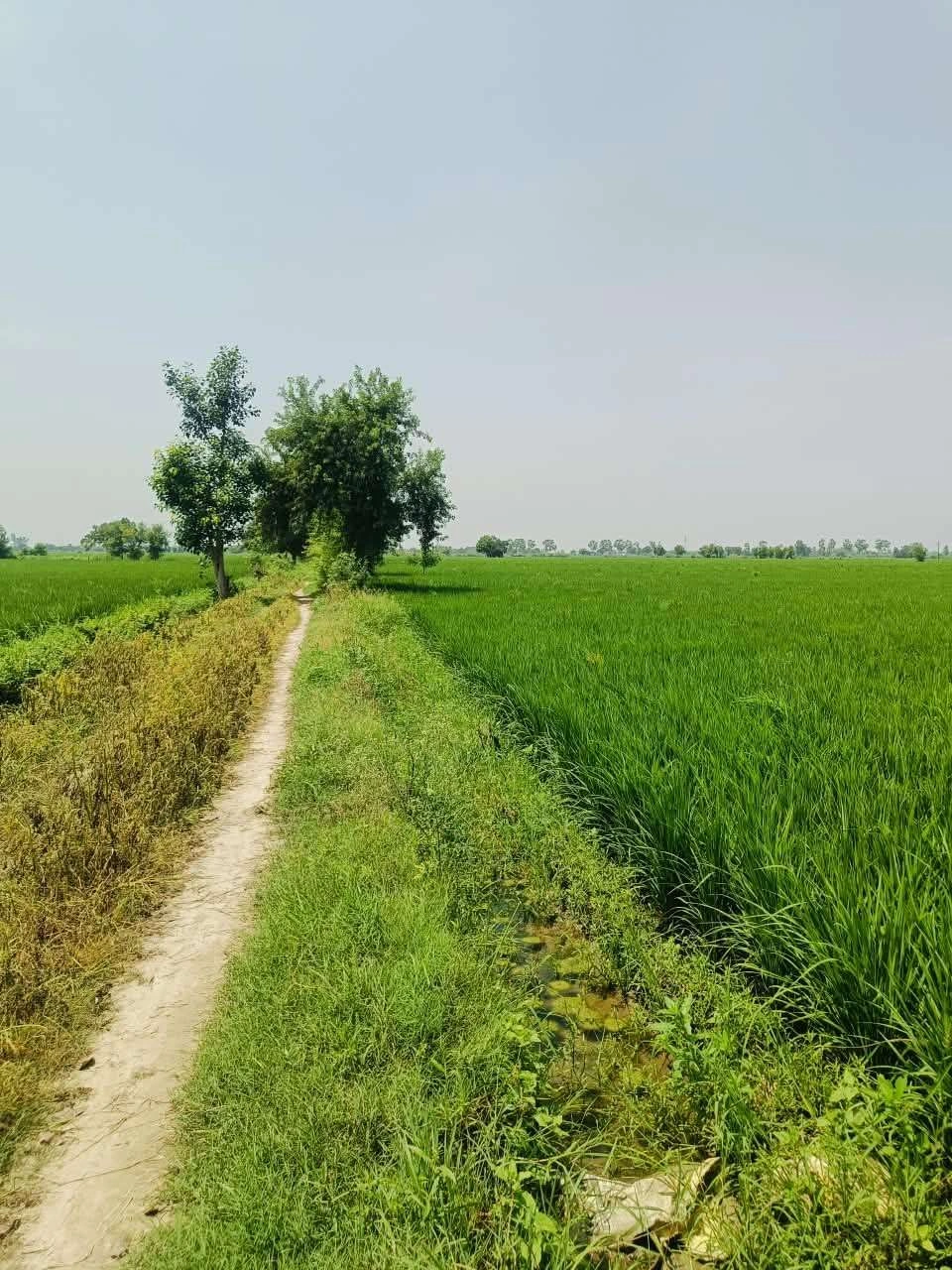 Thok Kamal, Aligarh, Uttar Pradesh 281206, India