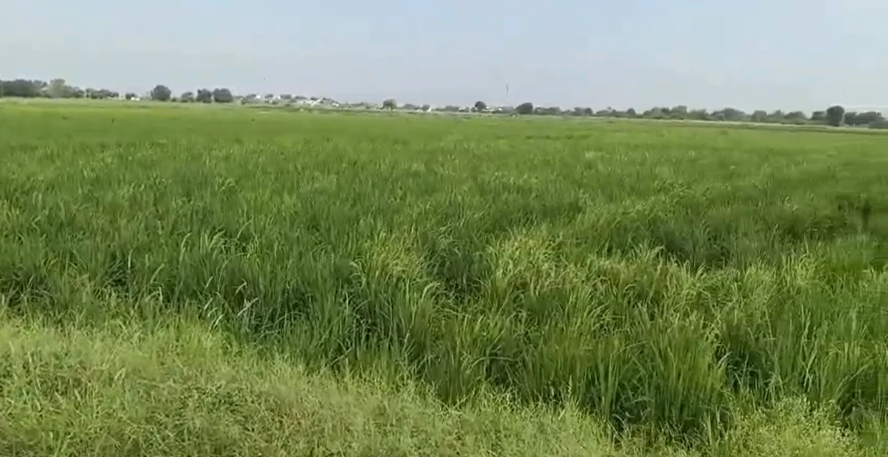 85CX+J2M, Kota, Notara, Rajasthan 325204, India