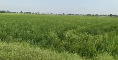 85CX+J2M, Kota, Notara, Rajasthan 325204, India preview 2