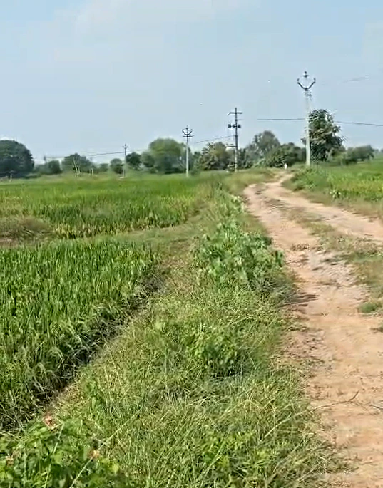 3-45, Medak, Narsingi, Papannapet, Telangana 502303, India - Photo 3