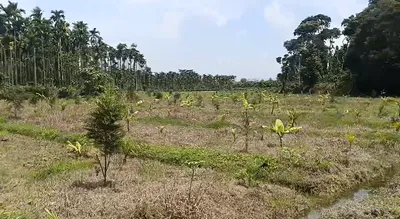 Ringni, Baloda Bazar, Chhattisgarh 493113, India preview 2