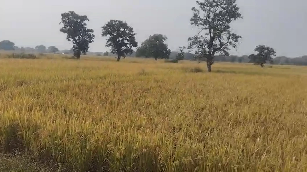 Chaukhada, Madhya Pradesh 486220, India