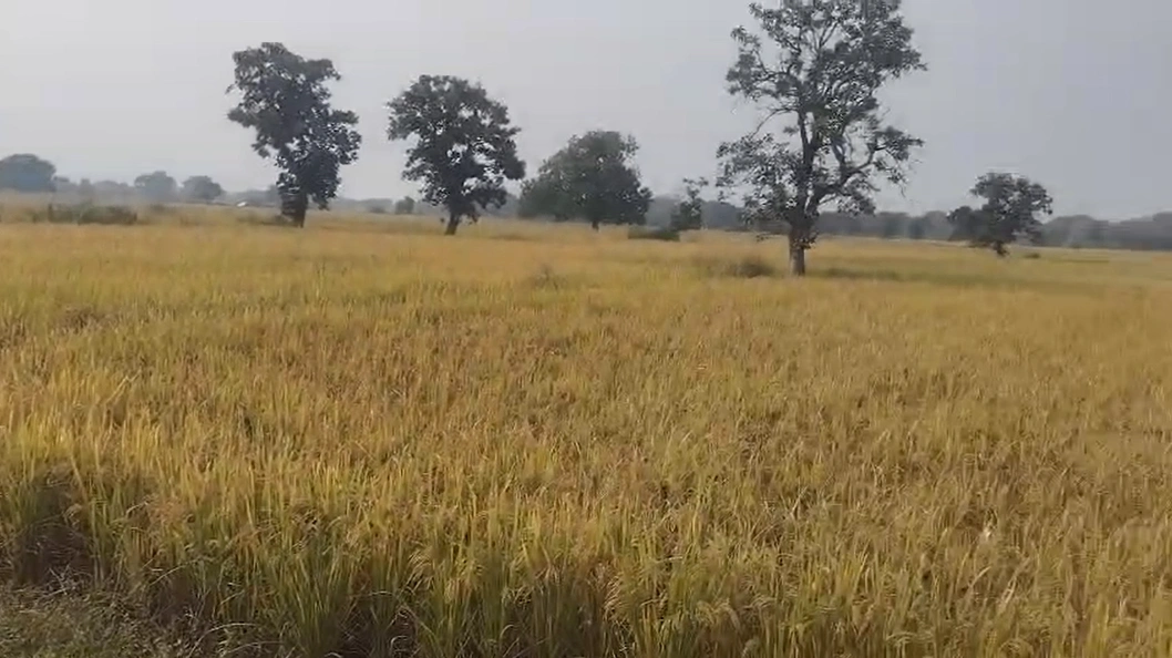 Chaukhada, Madhya Pradesh 486220, India