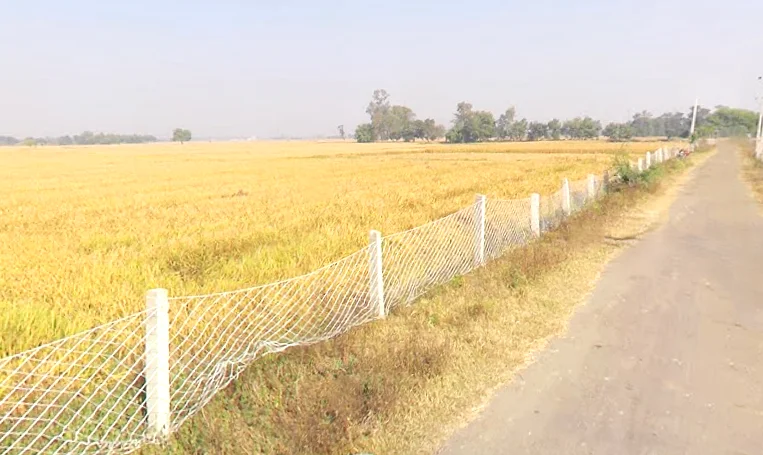 Koraon, Uttar Pradesh 212306, India preview 2