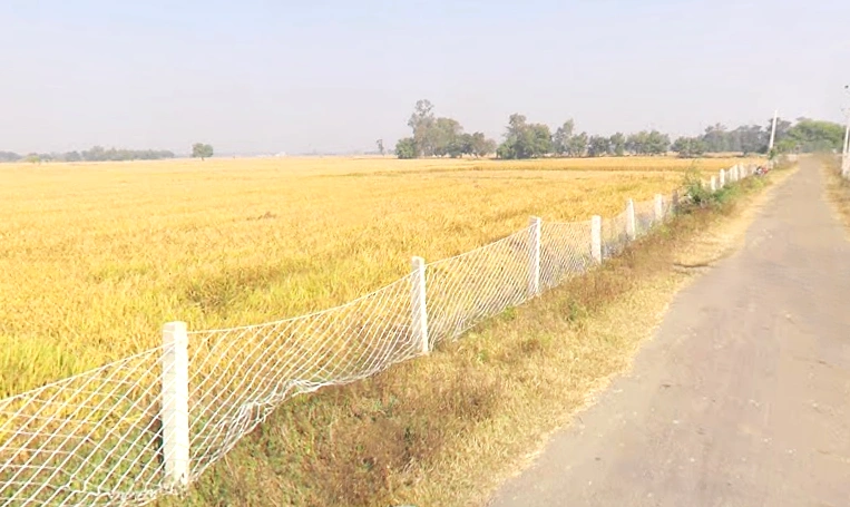 Koraon, Uttar Pradesh 212306, India