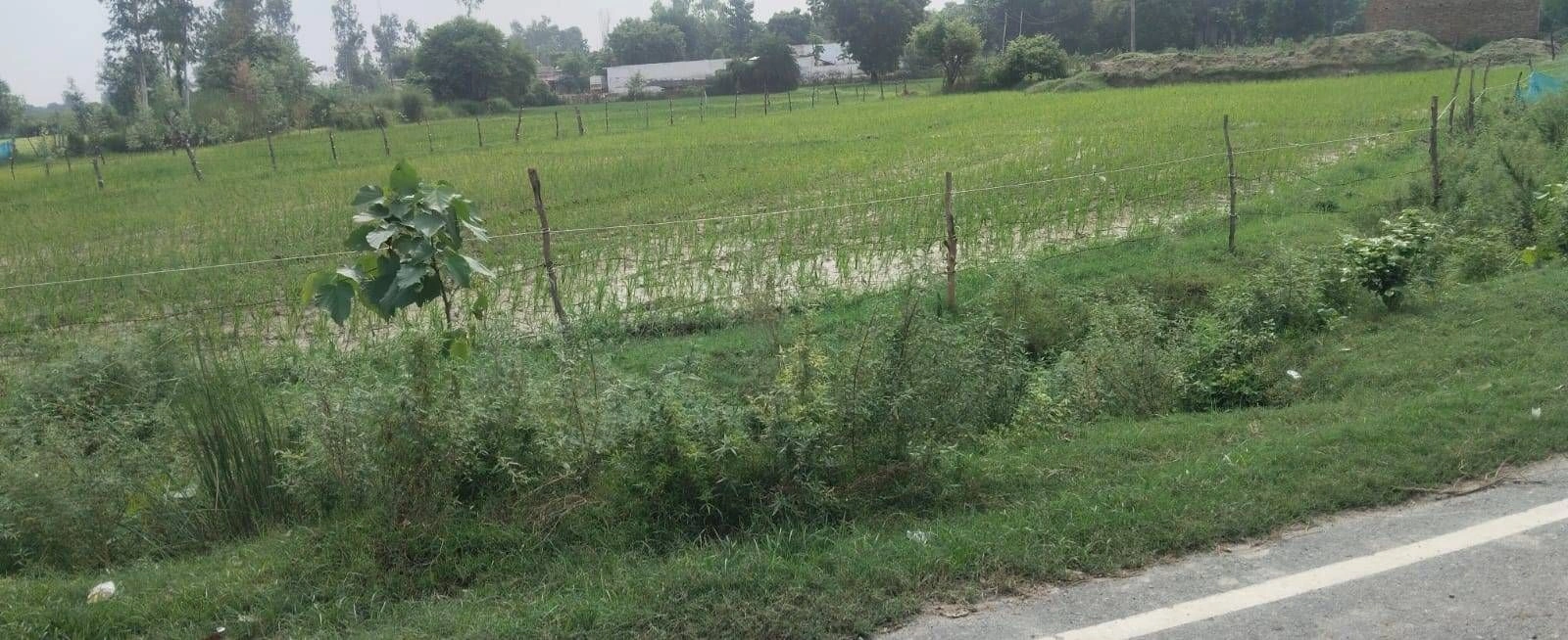 J3Q6+F3 Mukimpur Urf Paharpur, Ayodhya, Uttar Pradesh, India