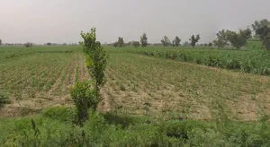 Katra, Uttar Pradesh 250401, India preview 3