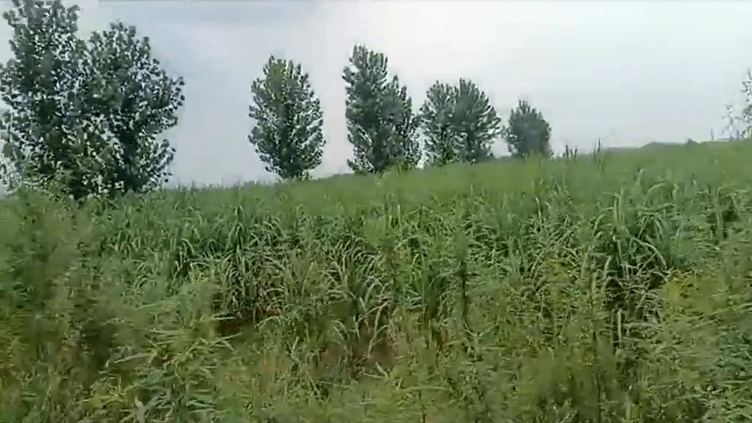 R5CF+8W Moharka, Uttar Pradesh, India