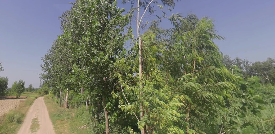 Fatehganj Pashchimi, Uttar Pradesh 243501, India