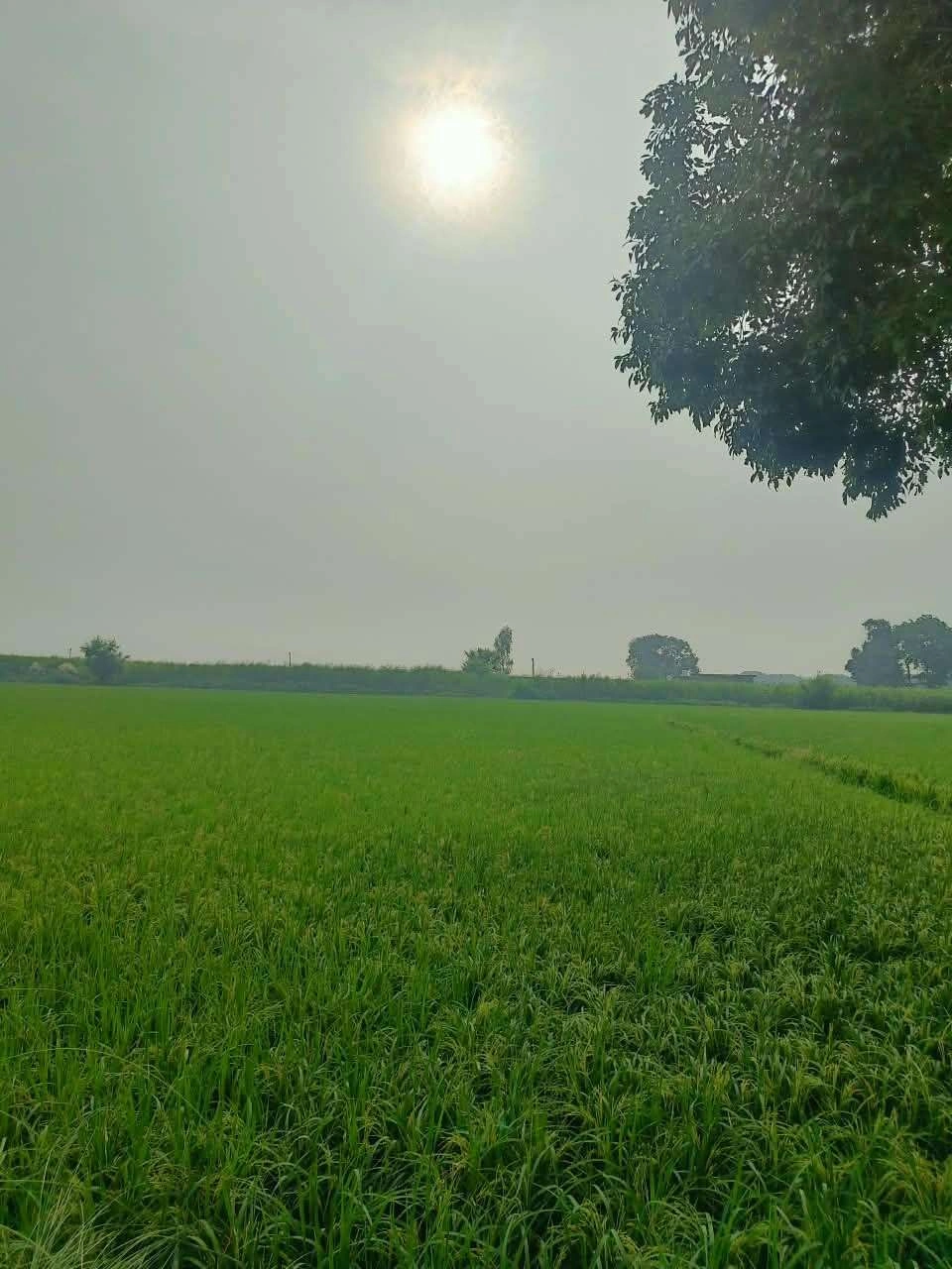 Abhaipura Banger, Mathura, Uttar Pradesh 281203, India