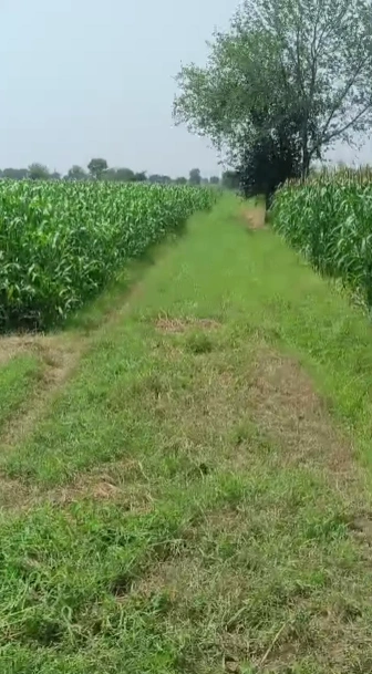 Jattari, Aligarh, Uttar Pradesh 202137, India