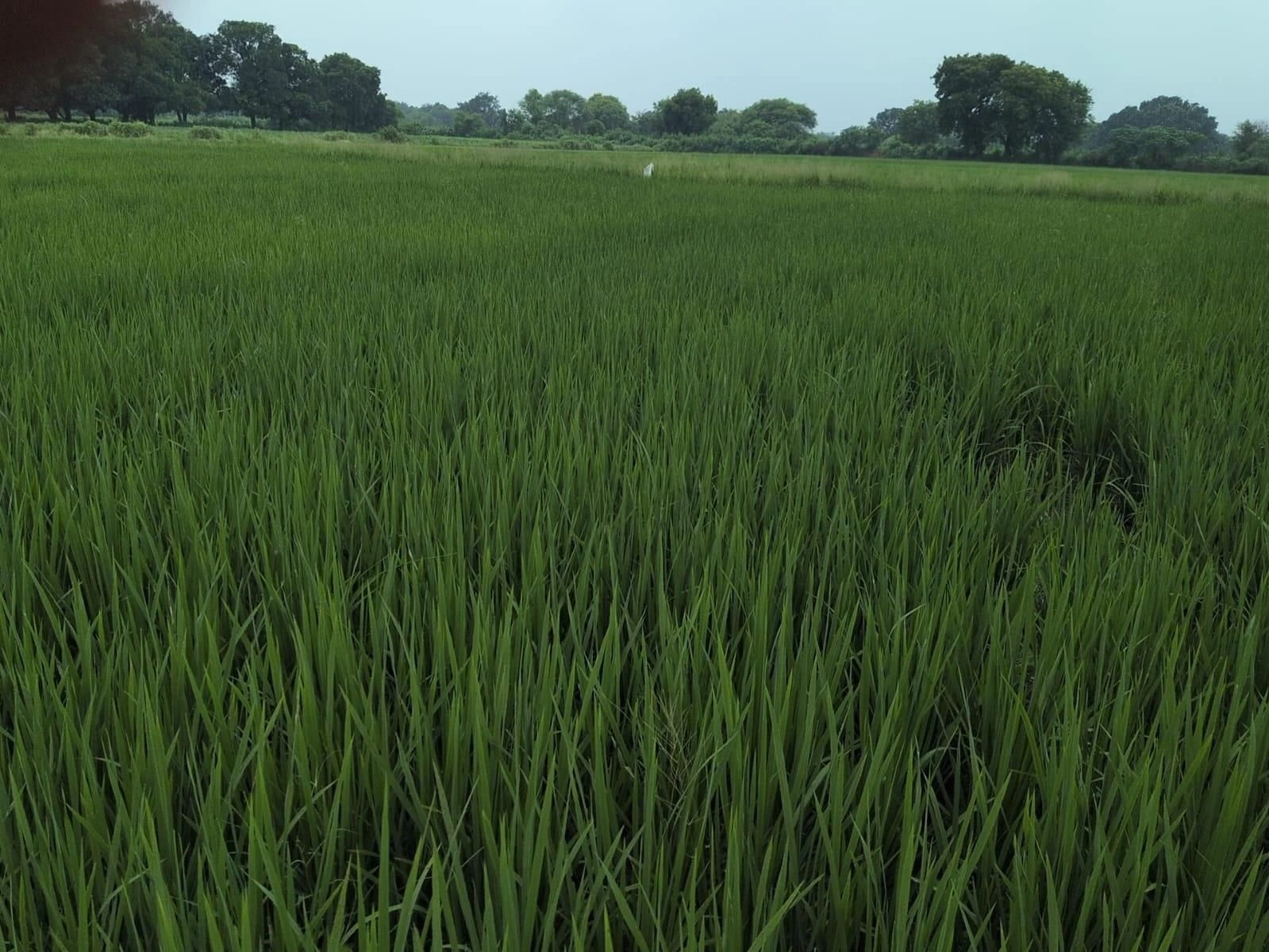 Muradganj, Uttar Pradesh 206129, India