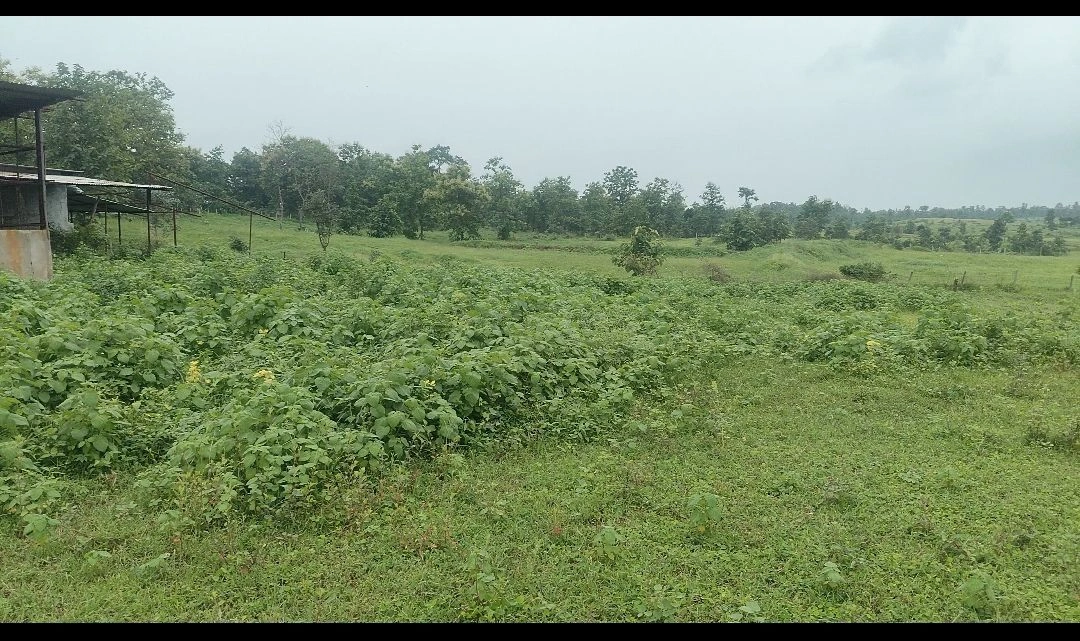 Q86W+F9P, Narmadapuram, Pipariya, Madhya Pradesh 461775, India