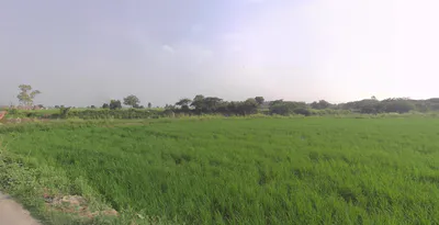Anupshahar, Uttar Pradesh 203390, India preview 2