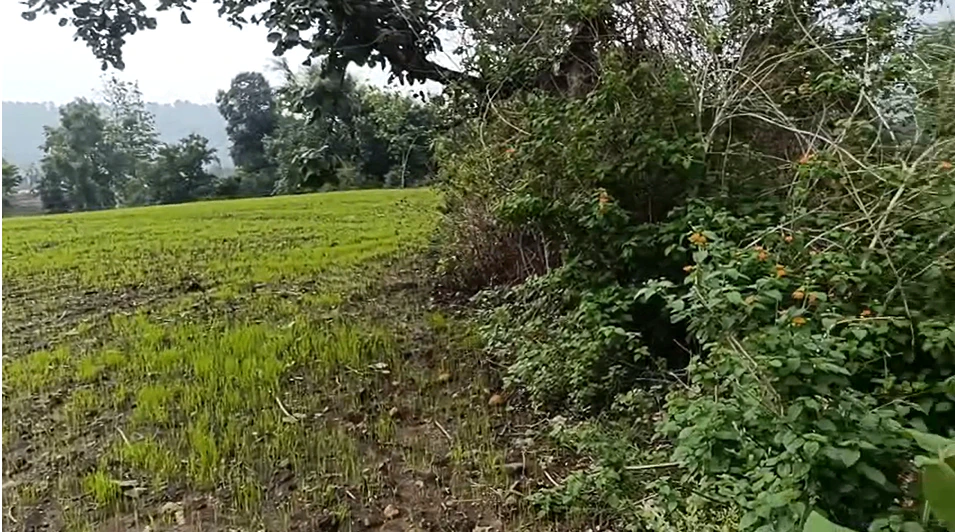 Vikasnagar, Uttarakhand, India