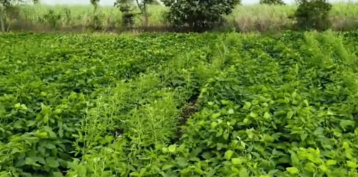 V4R3+GP Thirumalapur, Mahabubnagar, Telangana, India