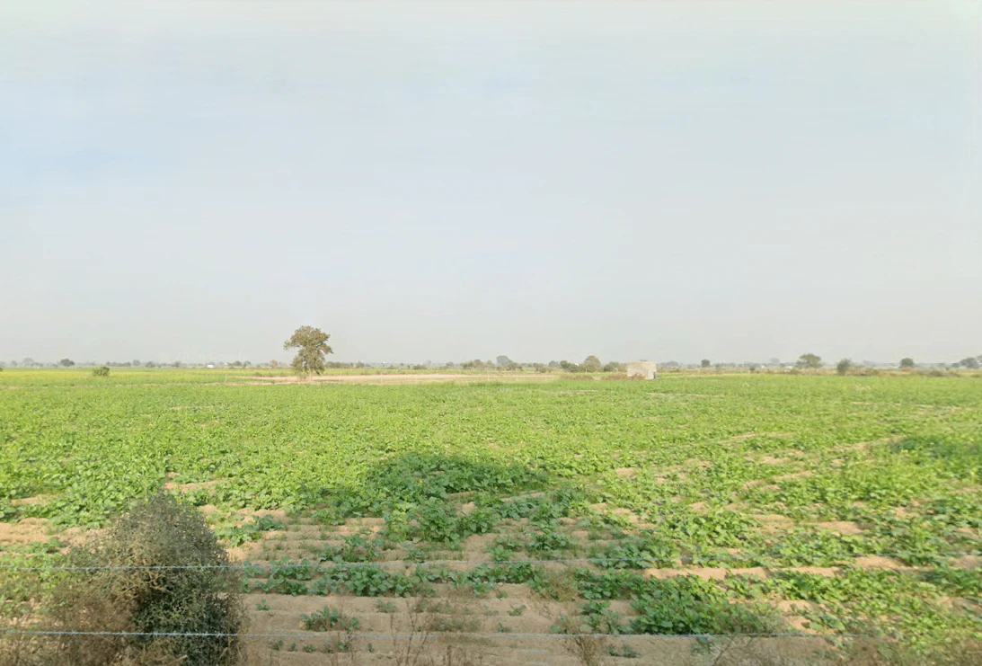 Sanga, Haryana 127309, India