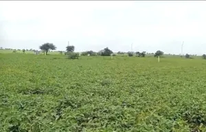 Tanodiya, Madhya Pradesh, India preview 2