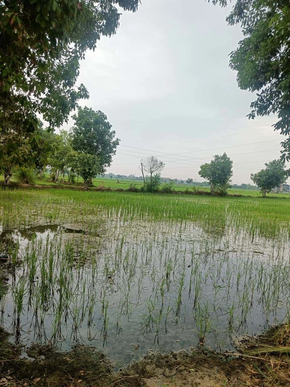 Bukharari, Mathura, Uttar Pradesh, India preview 3