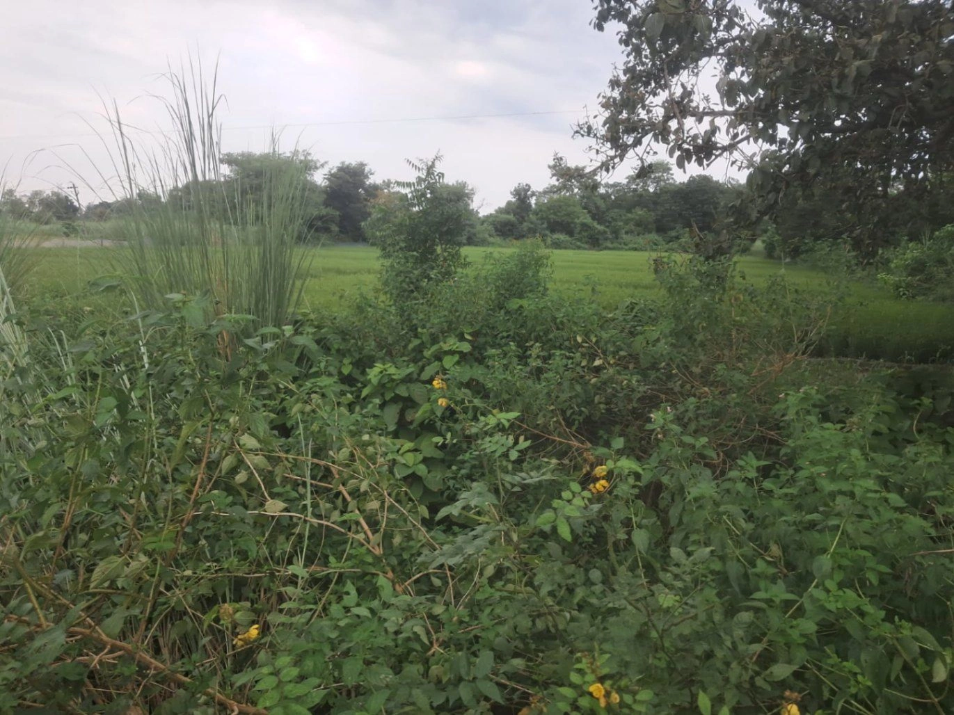V64H+6W7, Gonda, Riwa, Uttar Pradesh 271319, India - Photo 3