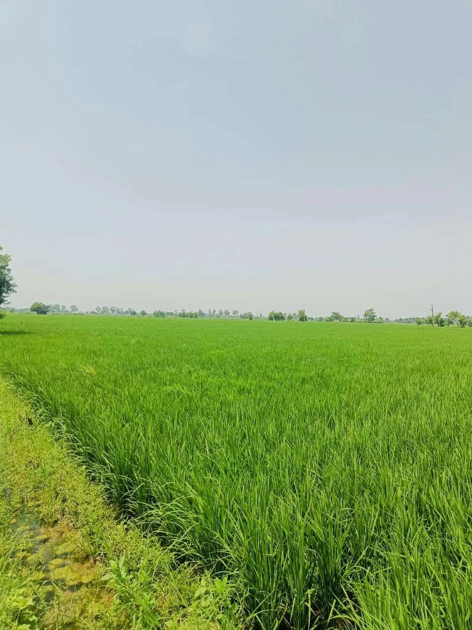 Thok Kamal, Aligarh, Uttar Pradesh 281206, India - Photo 2