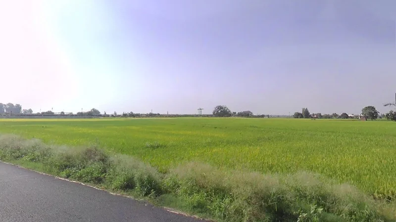 Kodia, Chhattisgarh 491001, India preview 3