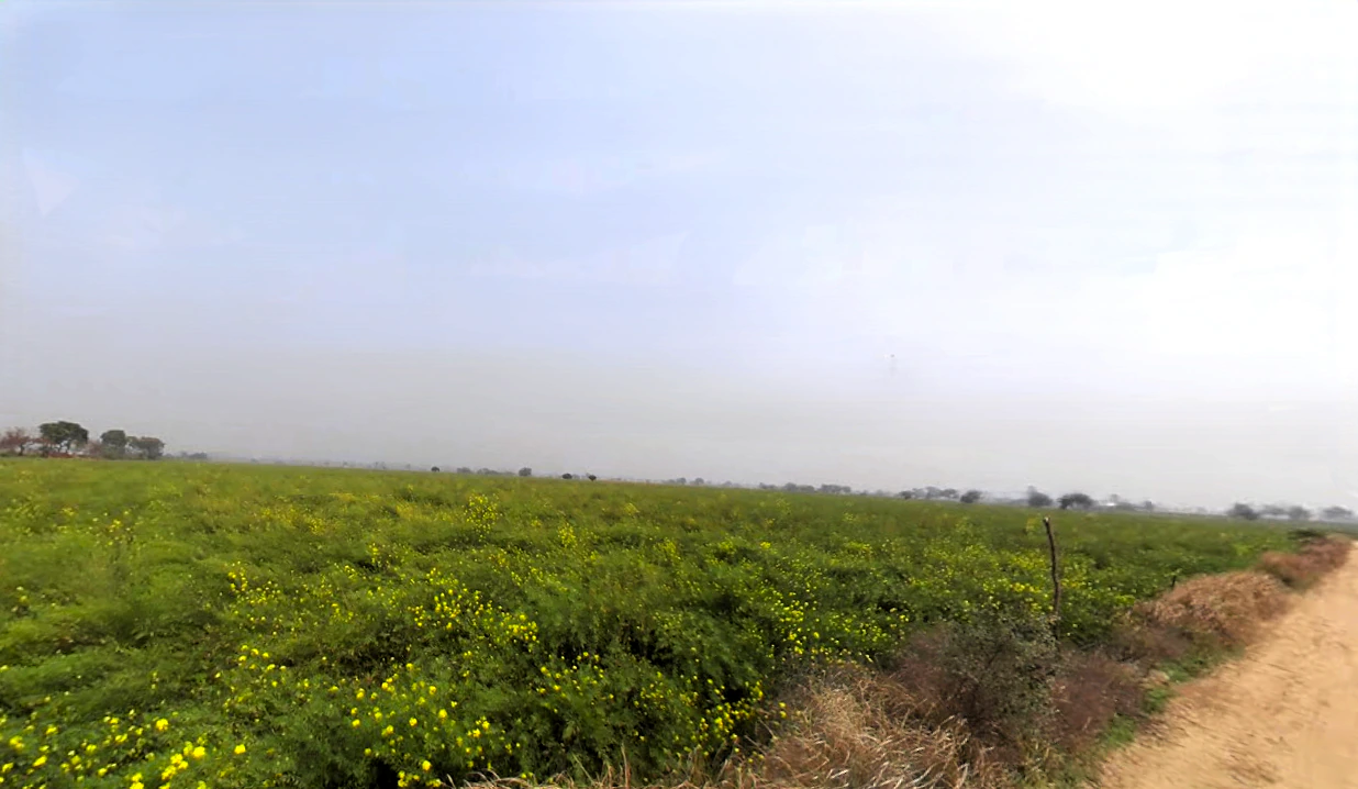 Bas Mutsil Ranila, Haryana 127307, India