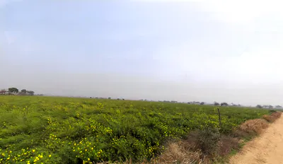 Bas Mutsil Ranila, Haryana 127307, India preview 3