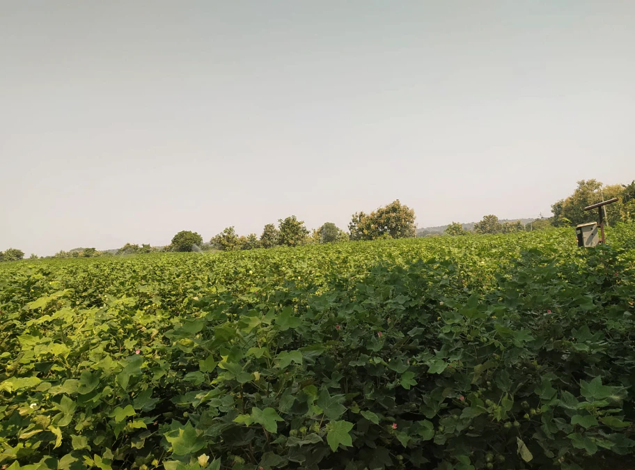 9888+584, Adilabad, Karathwada, Telangana 504304, India