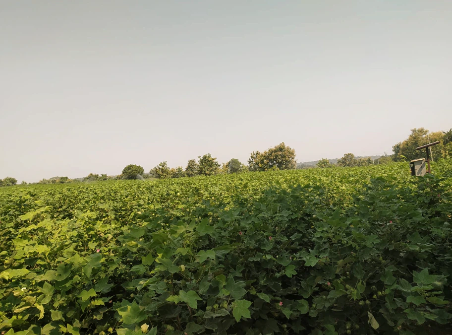 9888+584, Adilabad, Karathwada, Telangana 504304, India - Photo 3