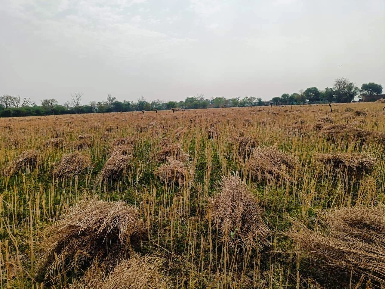 Gharwari, Rajasthan 321201, India