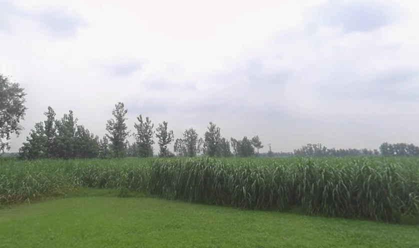 Jansath, Uttar Pradesh 251314, India