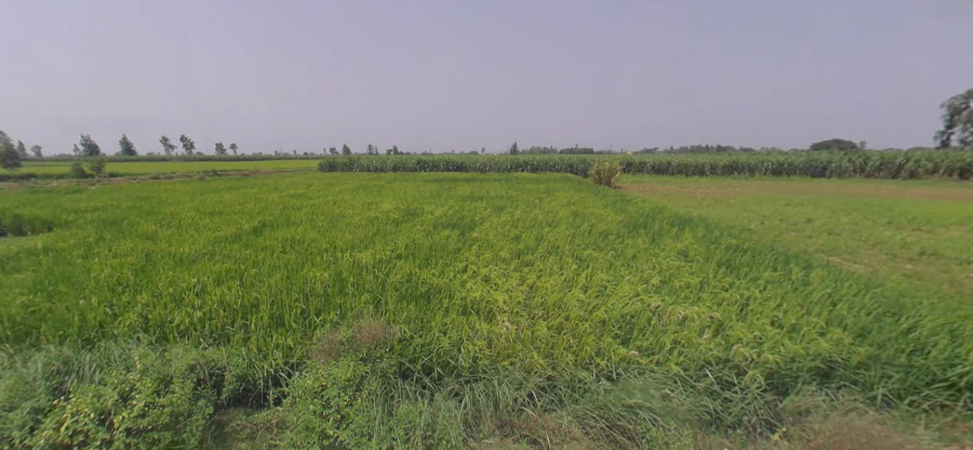 Hasanpur, Uttar Pradesh 244241, India