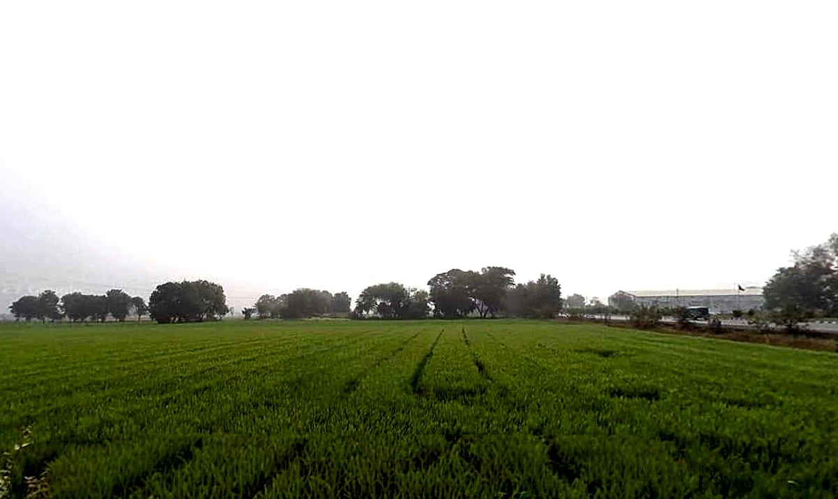 Bhaisana, Madhya Pradesh, India