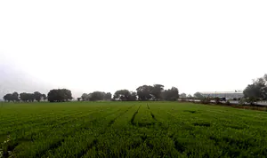 Bhaisana, Madhya Pradesh, India preview 2