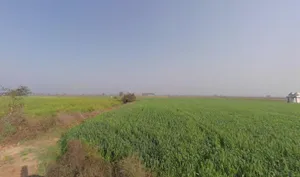 Kaimalgarh, Haryana, India preview 3