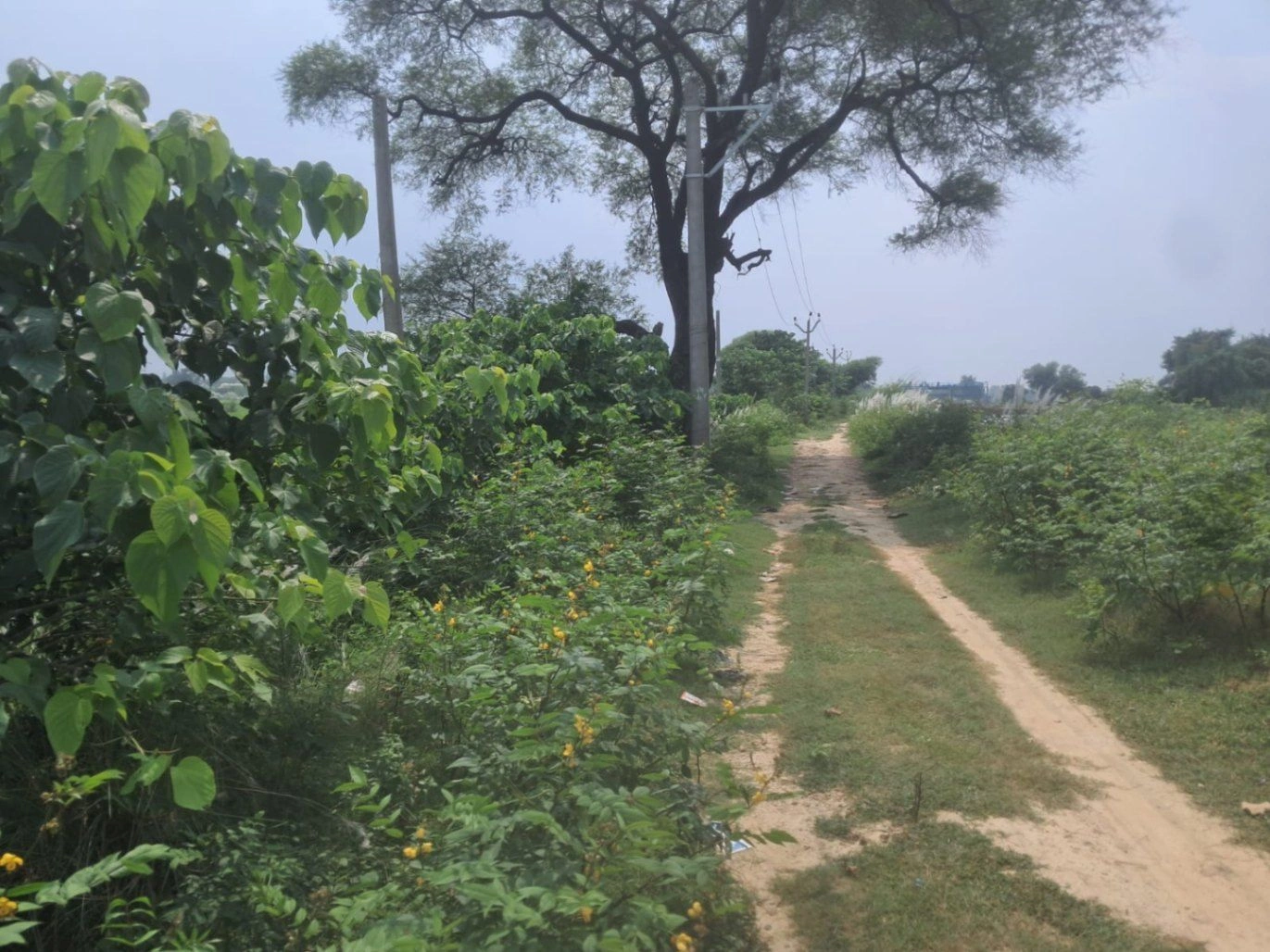 M6R3+3J Mohtashimpur, Ayodhya, Uttar Pradesh, India - Photo 3