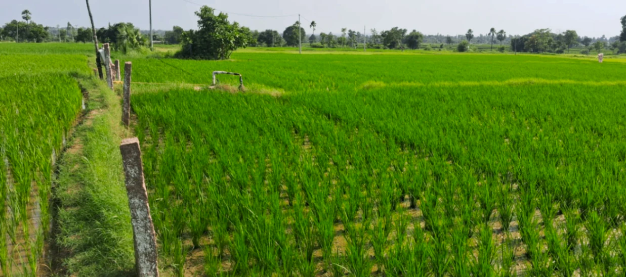 6H6P+WR5, Siddipet, Gosanpally, Telangana 502108, India
