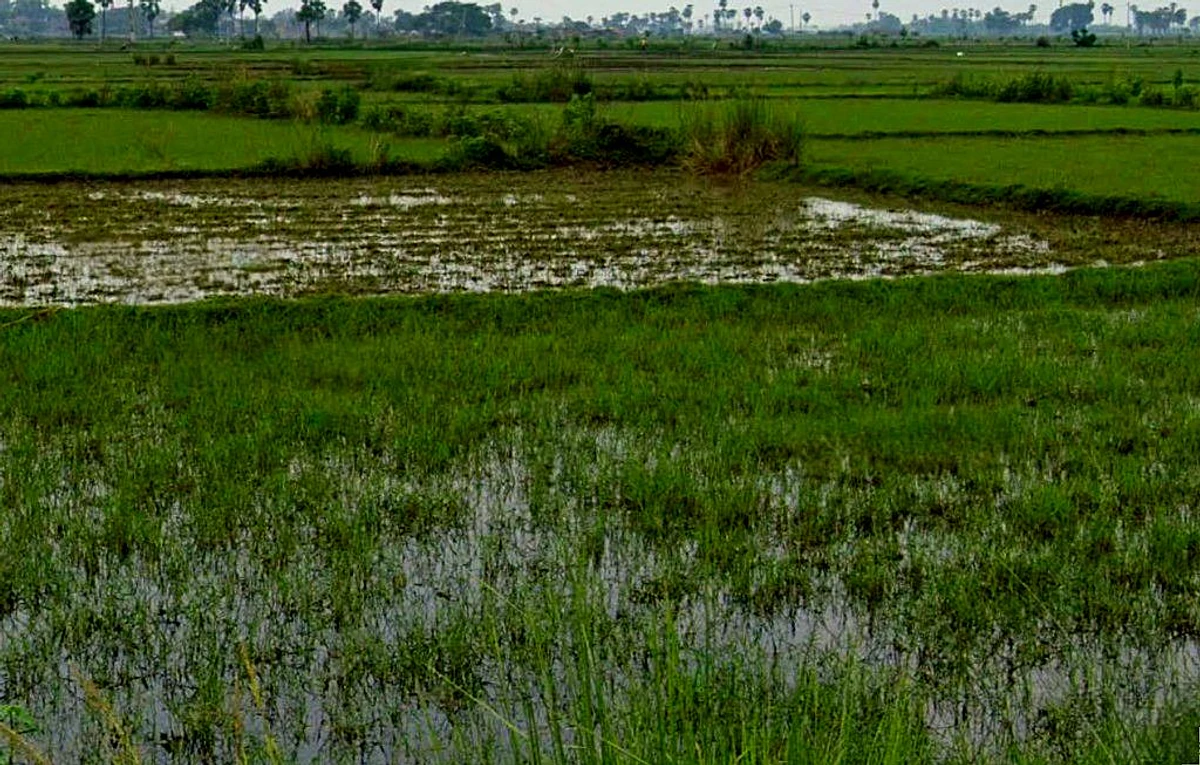 Kosa, Chhattisgarh, India