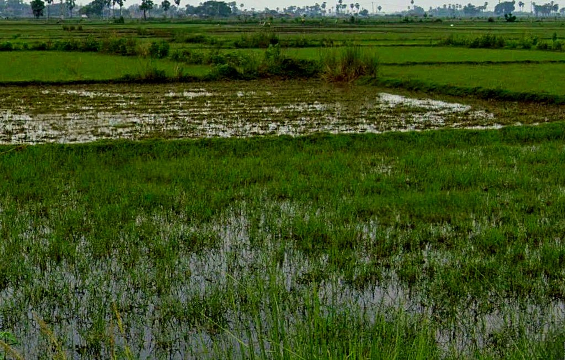 Kosa, Chhattisgarh, India