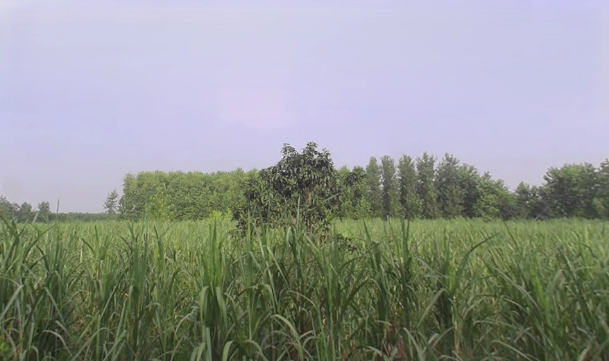 Behat, Uttar Pradesh 247121, India