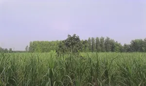 Behat, Uttar Pradesh 247121, India preview 3