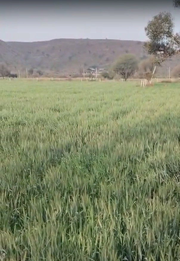 Binjari, Rajasthan, India preview 2