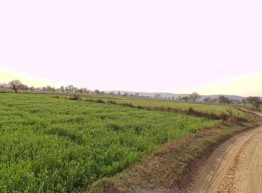 Pali, Rajasthan 301001, India