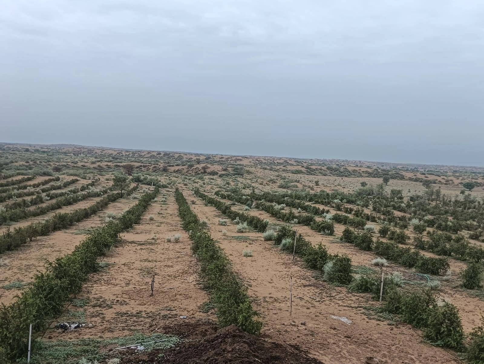 9M9C+5HH, Bikaner, Makeri, Rajasthan 334808, India